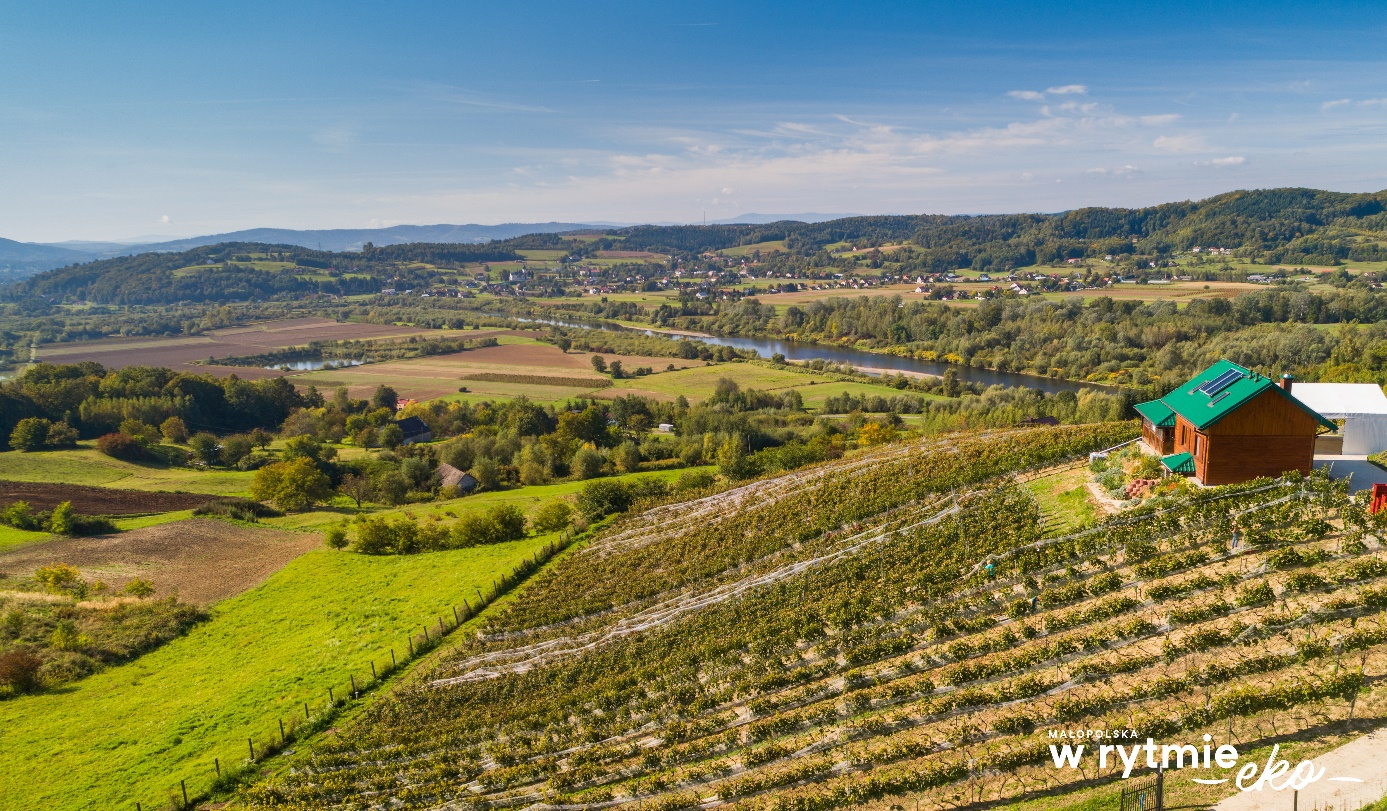 Winnica na wzgórzu nad rzeką