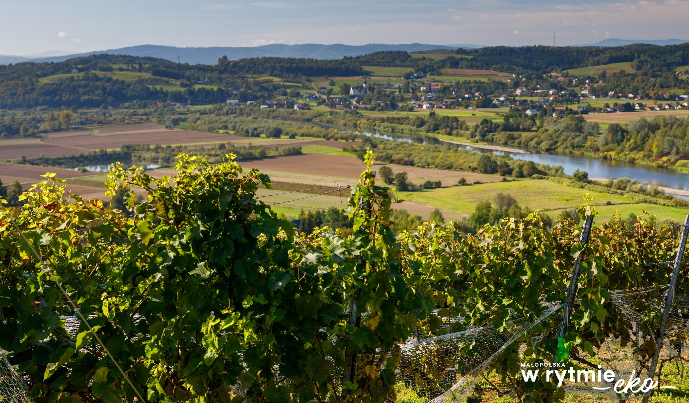 Winnica nad Dunajcem