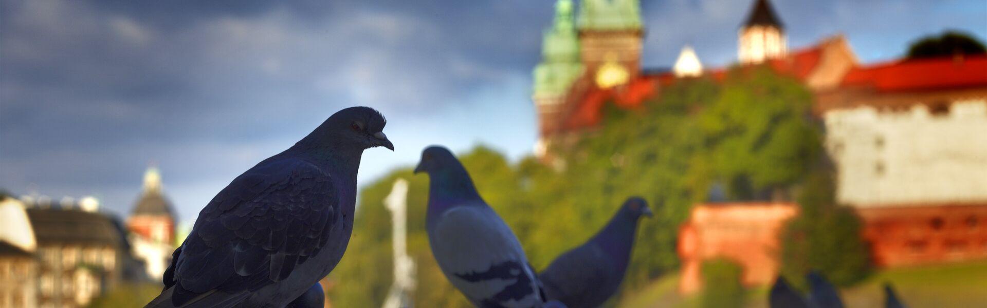 Gołębie siedzące na barierce, w tle Wawel.