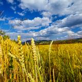 Image: The Main Trail of Beskid Wyspowy.