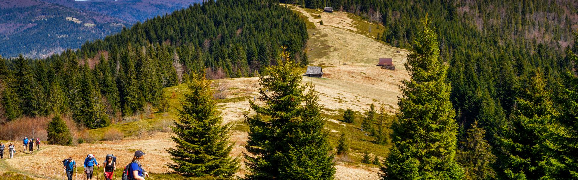 Lichtung in Gorce mit Krokussen und Touristen auf dem Wanderweg